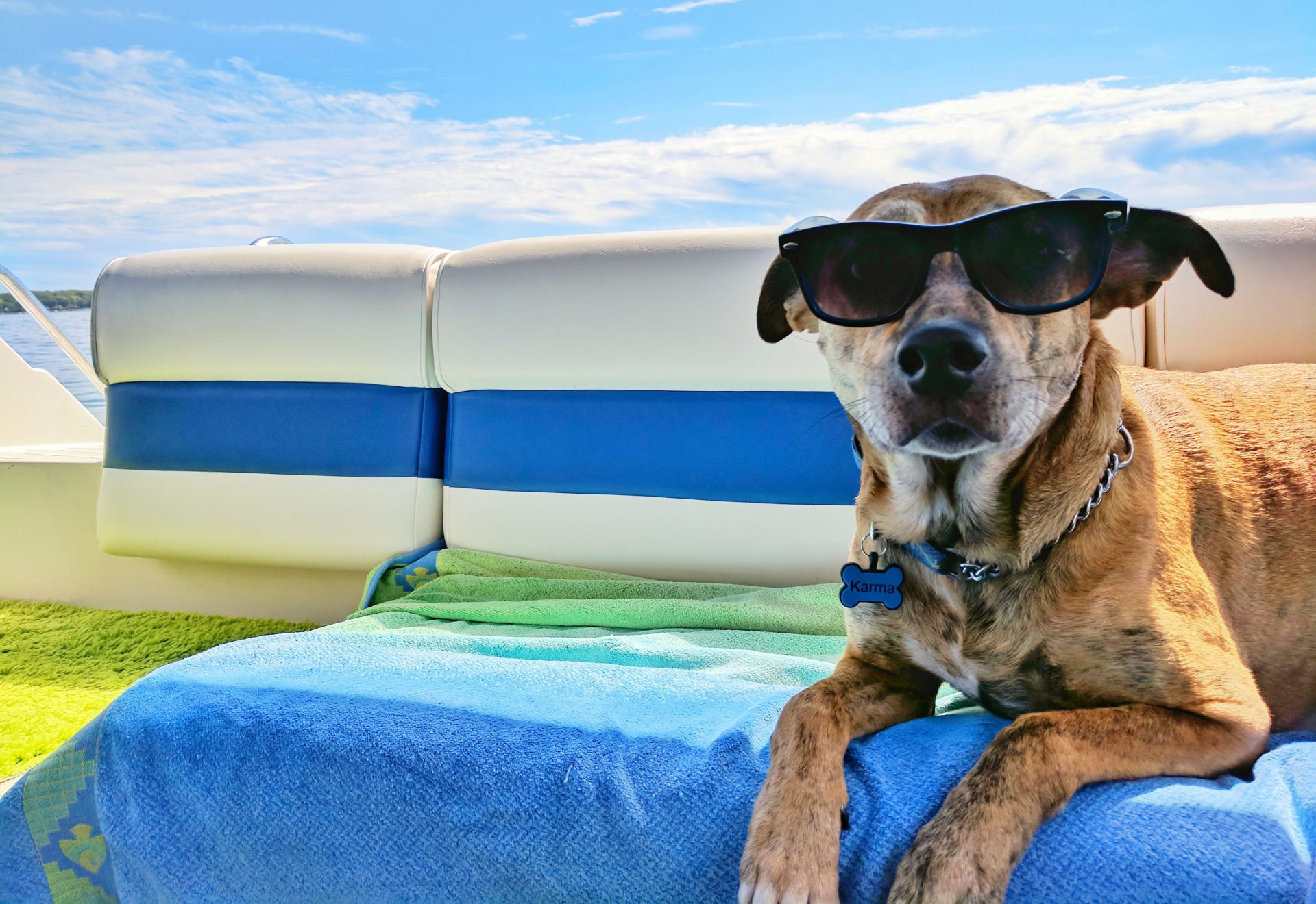 Cwtch Animal Homestay to open Wales first dog boutique hotel