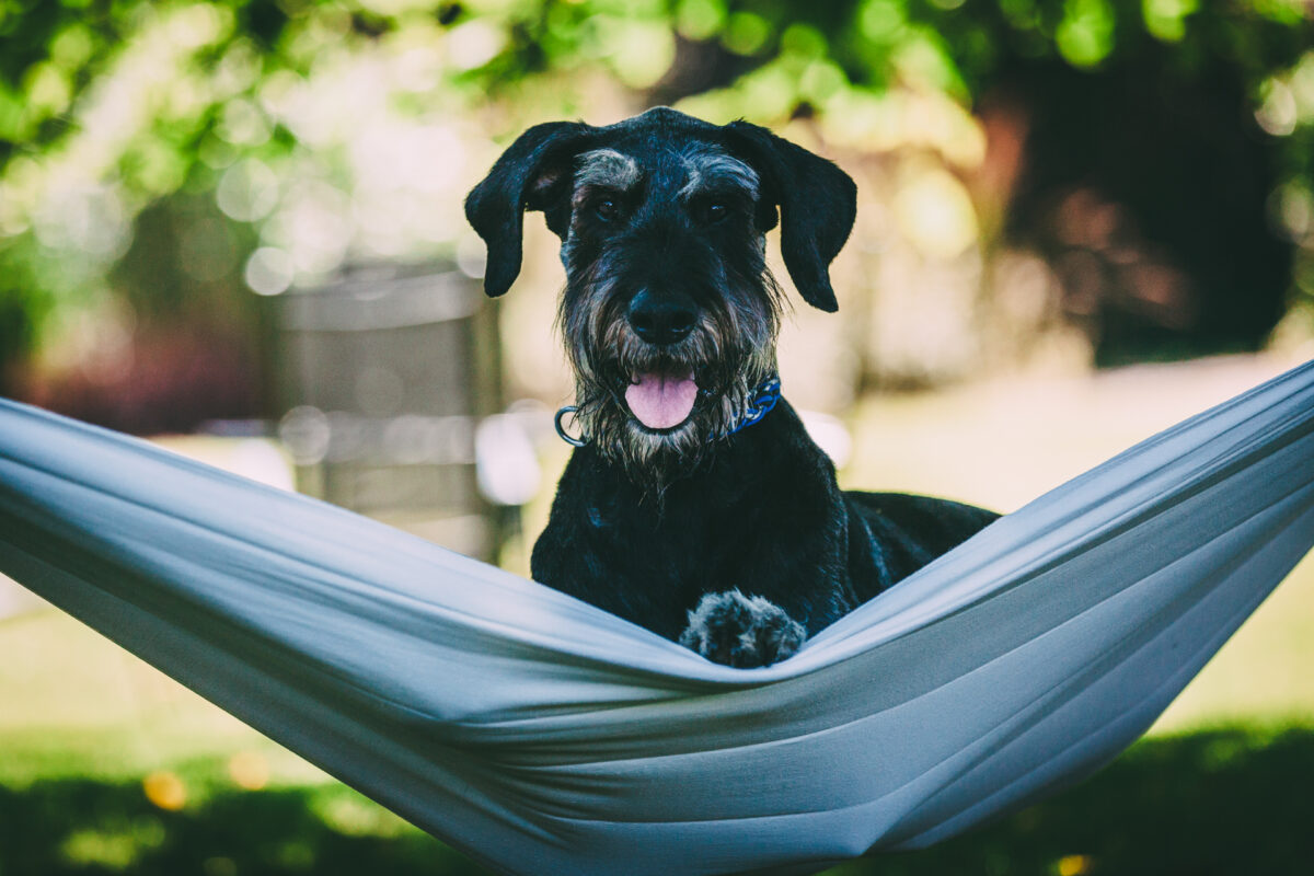 Image showcasing Agility courses, gourmet pet menus and on-site grooming: How hotels are ...